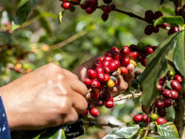 Panamá produce entre 150.000 y 200.000 sacos de café al año, siendo un productor pequeño en comparación con sus vecinos, entre ellos Honduras, un gigante del sector a nivel mundial.