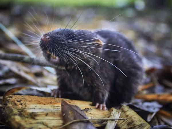 El nombre de un nuevo virus ha entrado en las noticias, el del hantavirus, que se ha propagado en un crucero que había partido de Ushuaia (la ciudad más austral del planeta) y construido para expediciones en regiones polares.