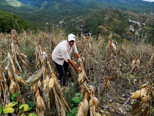 Unas 120,000 familias de municipios golpeados por sequía serán beneficiados con entrega de raciones de alimentos por el Gabinete Social.