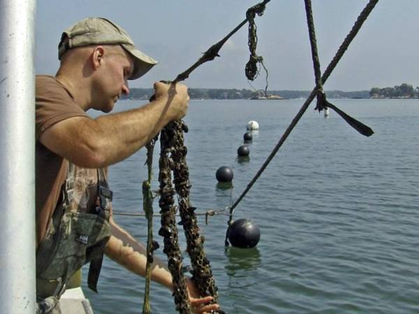 The result is a compact farm requiring exactly zero input—no fertilizer, fresh water or arid land—and boasting a negative footprint.