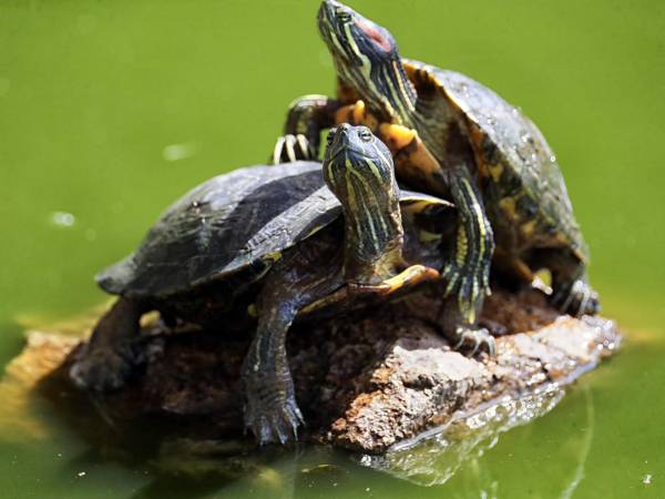 Una tortuga jicotea descansa sobre una roca en la laguna de Santa Lucía, bajo el sol de la mañana. Esta hermosa especie habita en el sitio turístico donde puede ser apreciado por los visitantes.