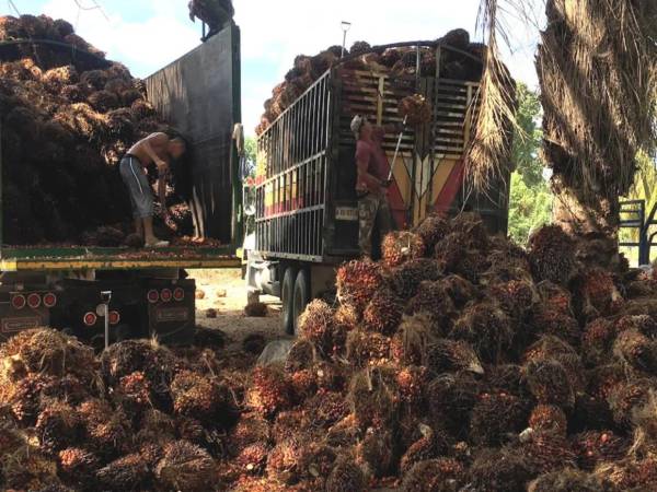 Un comportamiento resiliente a lo largo de este año han mantenido los envíos de aceite crudo de palma pese a las afectaciones provocadas por fenómenos climáticos en 2024.