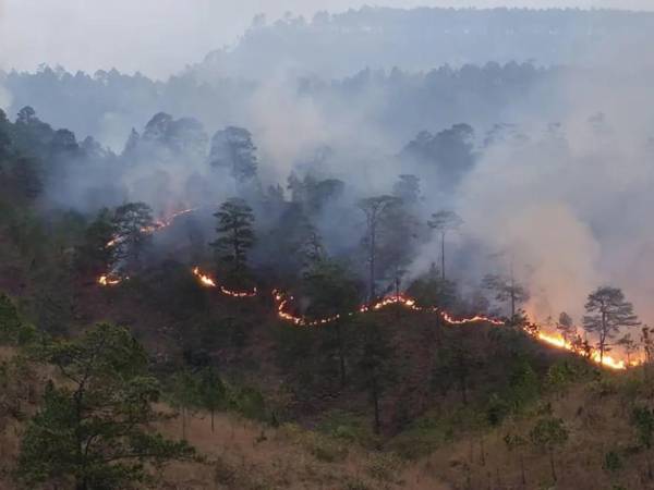Durante marzo se registró la mayor cantidad de incendios que dejaron a más de 9,000 hectáreas de bosque afectadas.