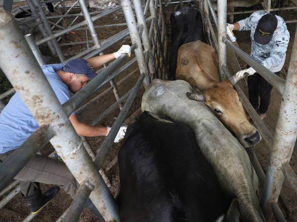 Las autoridades han establecido fuertes controles en el tránsito de ganado en toda la región.