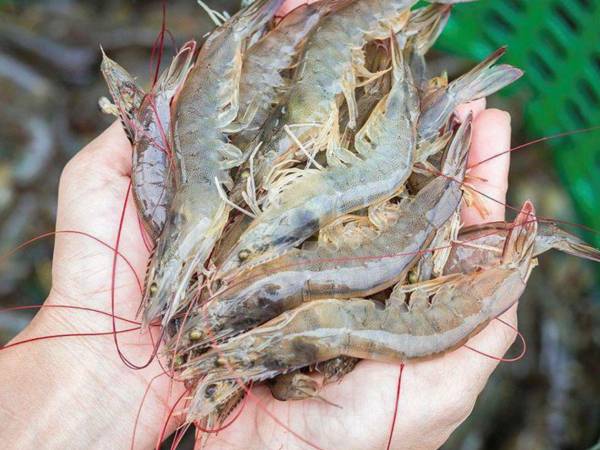 El rompimiento de las relaciones diplomáticas con Taiwán para establecerlas con China ha golpeado el precio del camarón cultivado.