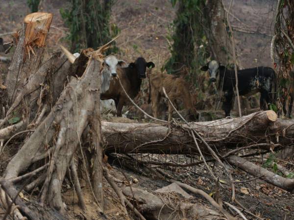 La expansión de la ganadería es una de las causas por las que están deforestando los bosques de las áreas protegidas en Honduras. En La Mosquitia hay tres vías de acceso ilegales.