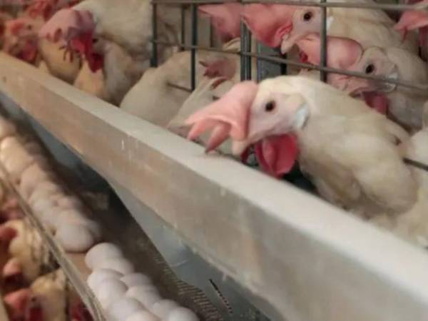 La federación aseguró que el consumo de pollo y huevo es seguro, pese al caso de influenza aviar que se registró en una granja avícola.