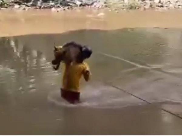 Miembros del Cuerpo de Bomberos rescatan a un perrito de tres patas atrapado en un remanso del río Guacerique en Tegucigalpa.
