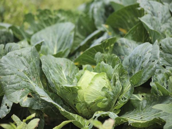 La rellamada de productos no solo afecta a las bolsas de lechuga iceberg, también a todas las mezclas y kits para ensalada que incluyen hojas o trozos de ese tipo de lechuga, distribuidas a casi la mitad de los estados de Estados Unidos.