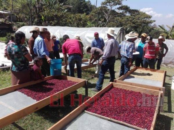 El sector agrícola sigue sin recuperarse de la pandemia y las tormentas Eta y Iota, registrando una caída de del 2.4% a septiembre. Foto: El Heraldo