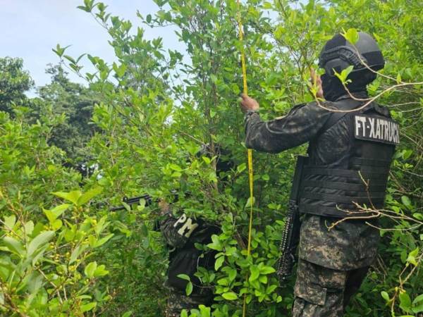 Un efectivo de las Fuerzas Armadas de Honduras hace la medición de las plantas de hoja de coca.