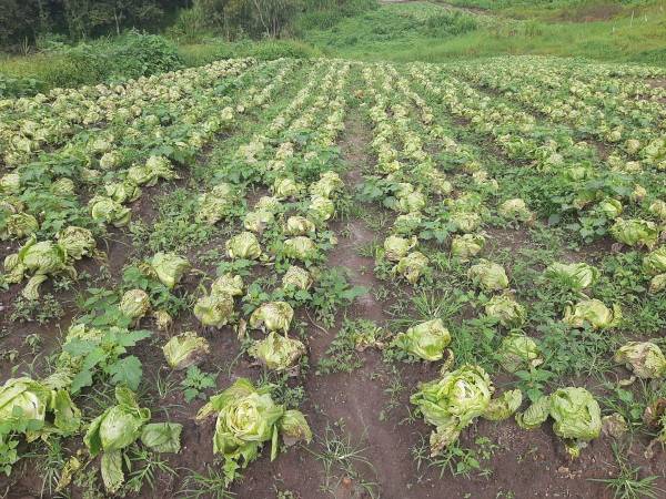 Los productores de hortalizas de Lepaterique y Azacualpa reportan graves daños en sus siembras y advierten que los precios podrían aumentar.