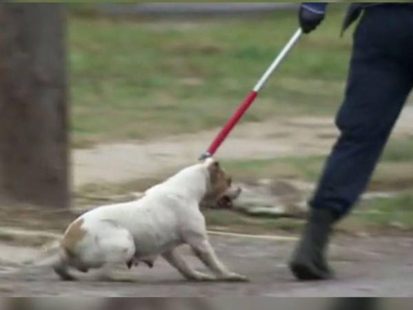 El perro fue trasladado a dependencias del área de Zoonosis del municipio de Moreno.