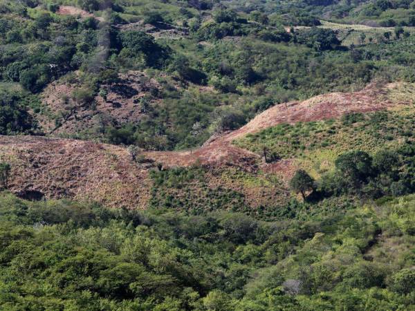 La pérdida de cultivos es generalizada en los departamentos del sur de Honduras.
