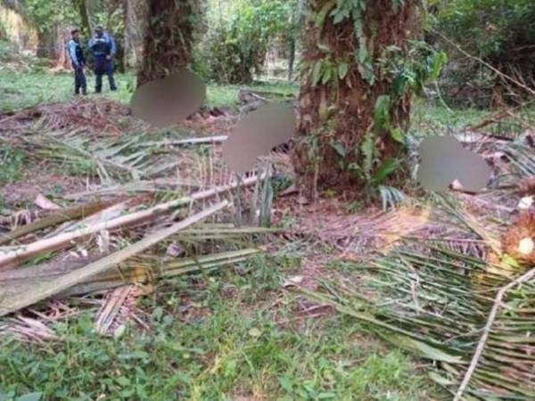 Algunos cuerpos fueron encontrados en la entrada a la finca, otros en medio de las palmas africanas.