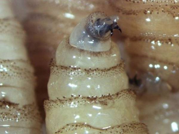 Estados Unidos confirmó en las últimas horas su primer caso de miasis por gusano barrenador. Esto es lo que se sabe de este caso.