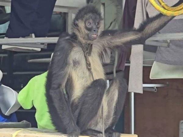 Recientemente, las autoridades lograron rescatar a un mono araña hembra que había escapado de un espacio en cautiverio, en La Entrada, Copán. La acción fue posible gracias a una alerta oportuna a la línea del Sistema Nacional de Emergencias 911.