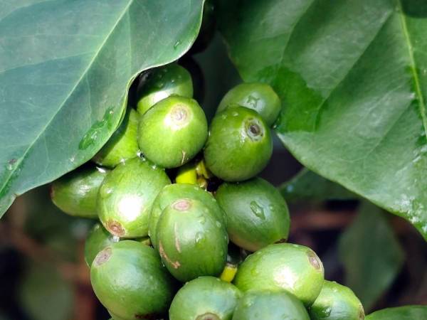 En 2024, Honduras se posicionó como el quinto mayor productor de café a nivel mundial con 6.1 millones de quintales exportados.