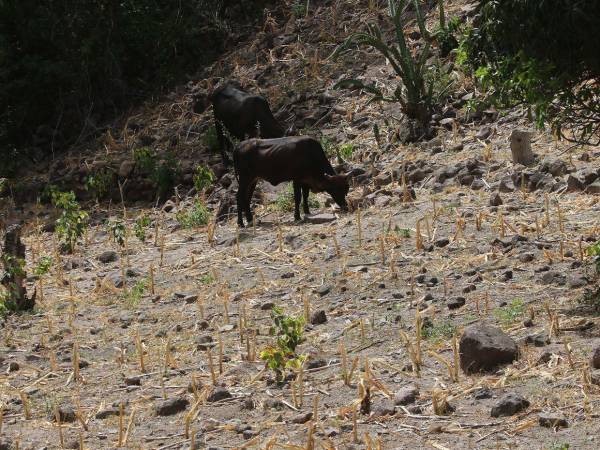 Los animales buscan alimento en los potreros, pero solo encuentran tierra seca y restos de las milpas que no lograron crecer.
