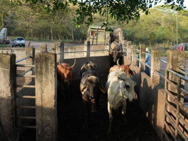 Más de 3,000 casos de gusano barrenador en animales reportan autoridades de Senasa