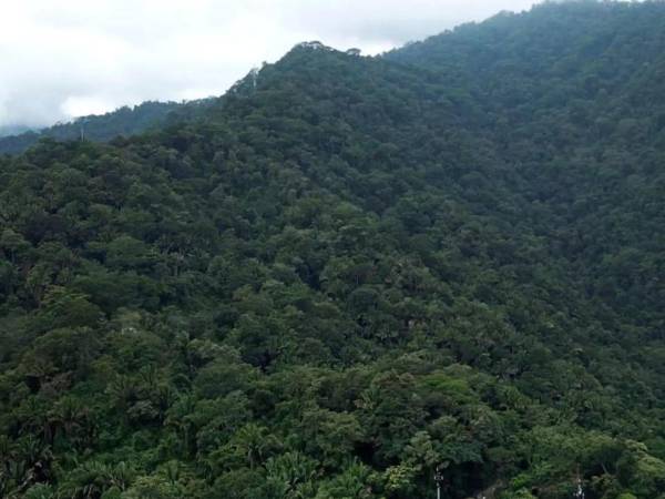 Sampedranos defienden a El Merendón por su importancia como fuente de agua y biodiversidad natural.