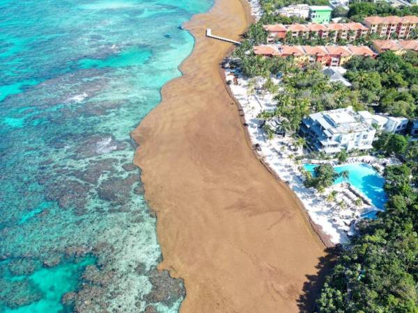 Una gigantesca masa de sargazo se acumuló en las playas de Roatán.