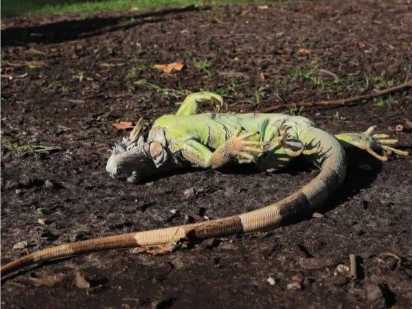 La tormenta invernal rompió récords en Florida, donde Miami registró el comienzo de febrero más frío de su historia, la nieve llegó al sur del estado, y miles de iguanas se congelaron, según reportaron este lunes el Servicio Meteorológico Nacional (NWS, en inglés) y autoridades locales.