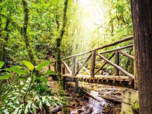 Rodeado de bosque nublado, el Parque Nacional La Tigra se posiciona como uno de los principales pulmones verdes de la capital, ideal para el senderismo y la conexión con la naturaleza.
