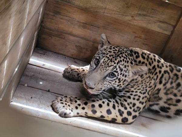 Rescatan a jaguar, mono y pitón que eran criados como mascotas en Olancho