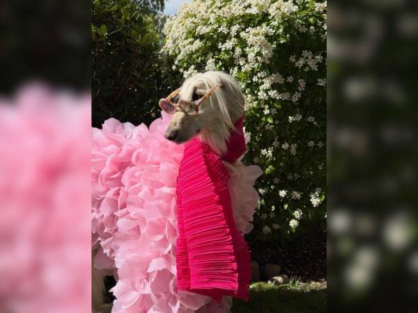 Samantha, una elegante galga afgana, se ha convertido en una sensación en redes sociales gracias a su apariencia imponente, su personalidad y su estilo único. Aquí más detalles de su viralidad.