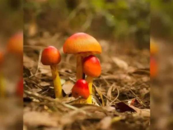 La niña consumió hongos venenosos y falleció horas después, según se informó.