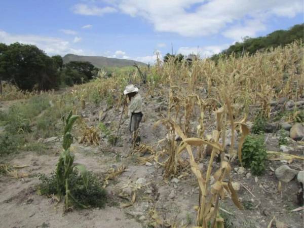 En algunas zonas del sur, este, centro y oeste de Honduras el cien por ciento los cultivos, principalmente granos básicos como maíz y frijol, se han perdido por la falta de lluvias.