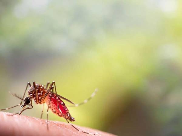 El zancudo transmisor del dengue ya deja 8,072 contagios acumulados en lo que va del año y tres muertes confirmadas.