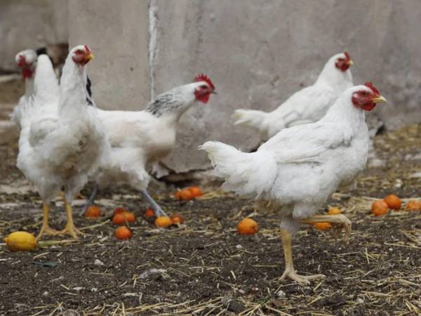 Autoridades uruguayas exigen el encierro de aves de traspatio y cancelan la presencia aviar en la Expo Prado tras detectar un brote de la patología.