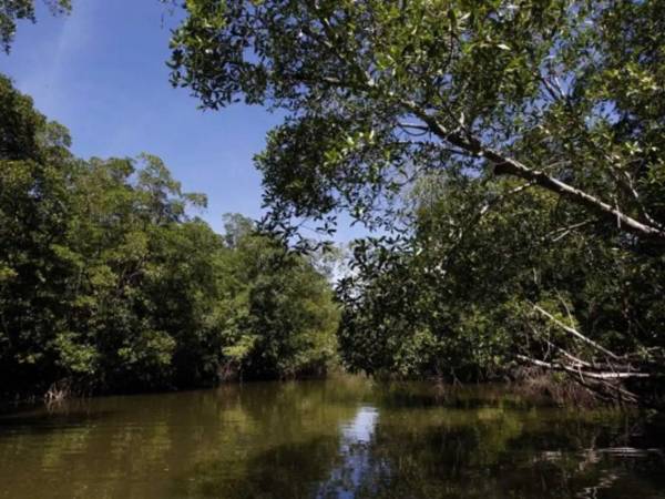 El Golfo de Fonseca concentra más de 38 mil hectáreas de manglares.