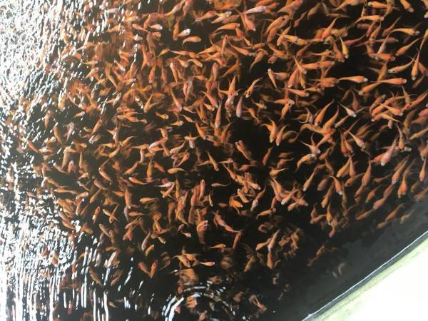 La SAG también realizará capacitaciones para la producción de tilapia.