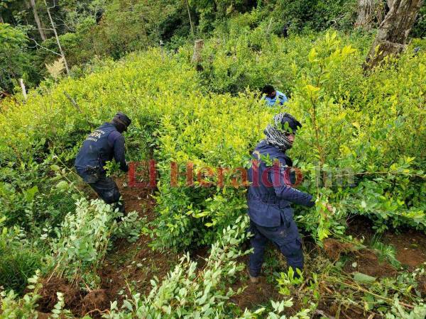 Enormes plantaciones de coca han identificado las autoridades en el país.