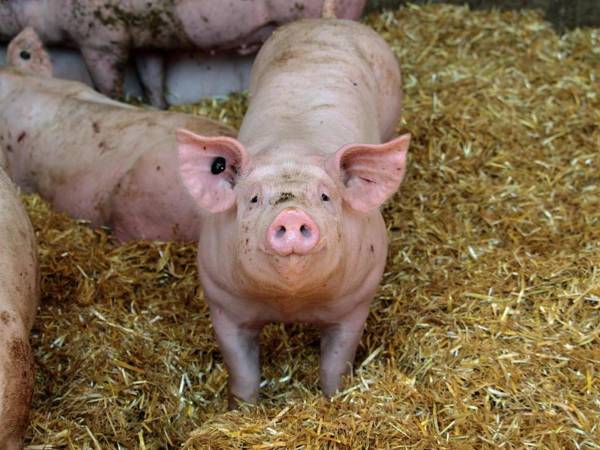 El responsable de la granja, que ha sido clausurada, ha sido denunciado por maltrato animal.