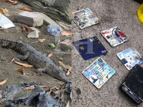 Los bomberos y los pobladores de la zona alertaron sobre la presencia de cocodrilos en el área donde se encontró el cuerpo del inspector Kevin Pérez y donde continúa la búsqueda del pequeño Eliú Bautista.