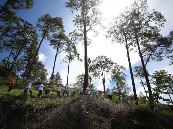 Los héroes ecológicos asistieron con alegría a las jornadas de reforestación lideradas por Fundación Terra.
