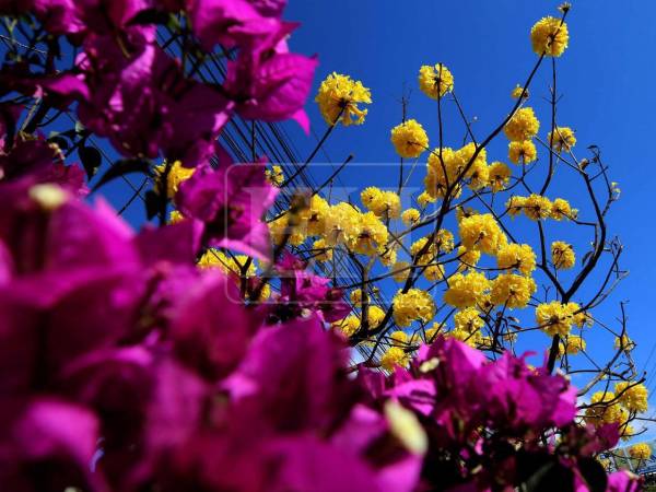 Las vibrantes flores llenan de color distintos barrios de Tegucigalpa y Comayagüela, regalando un espectáculo natural que cautiva a capitalinos y visitantes. Las mejoresimágenes en la siguiente galería.
