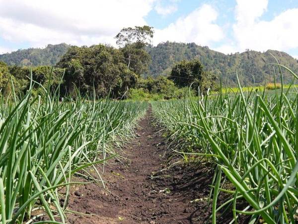 Los productores estiman una producción de alrededor de 700,000 sacos de cebolla para esta temporada.