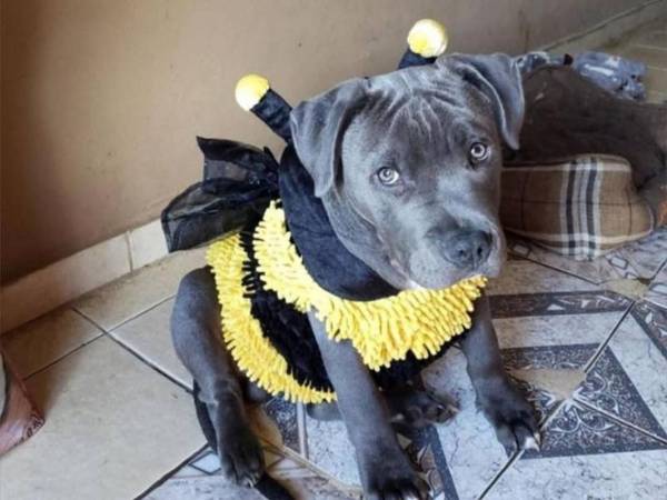 La muerte de “Chris”, un perro de raza pitbull, ha generado indignación y debate en redes sociales luego de que su propietaria denunciara un supuesto acto de crueldad ocurrido en la colonia Wawas, en La Esperanza, Intibucá. Aquí los detalles.