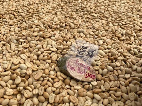 La caficultura hondureña enfrenta nuevos desafíos ante períodos de sequía que afectan el desarrollo de los cafetales y obligan a los productores a fortalecer sus estrategias de adaptación.