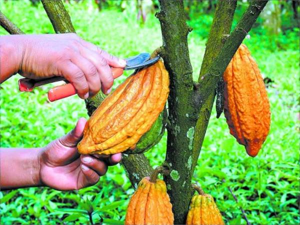 La amenaza es la posible falta de mano de obra.