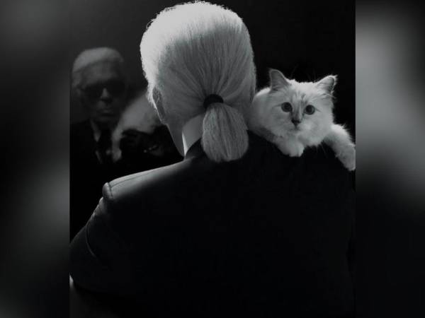 Solo tengo un gran amor: mi gata, Choupette, decía el diseñador Karl Lagerfeld, sobre su gata de raza birmana que fue su gran compañera.