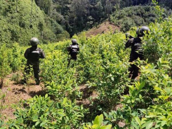 Durante 2026 se ha asegurado un decomiso superior a 400 mil arbustos como parte de las acciones ejecutadas contra estructuras vinculadas al narcotráfico.