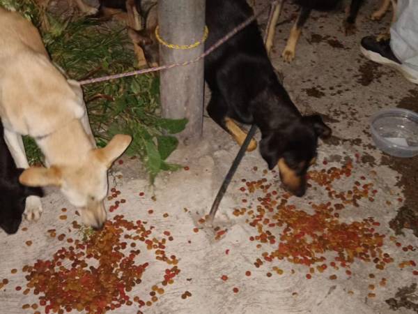 Los caninos fueron encontrados frente a un contenedor de basura y ahora reciben alimentación y cuidados mientras avanza el proceso del caso.