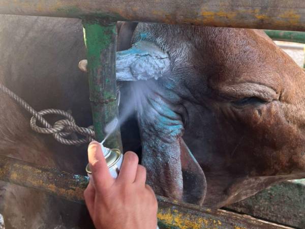 En Choluteca, Olancho y El Paraíso es donde más se están registrando casos de gusano barrenador.
