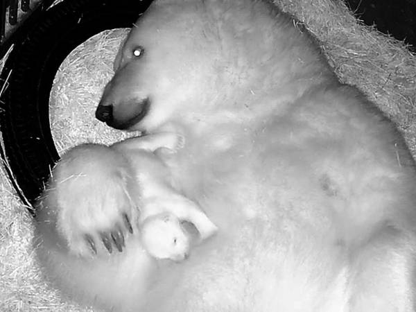 Nur, la primera osezna polar nacida en América Latina, es presentada en Brasil.